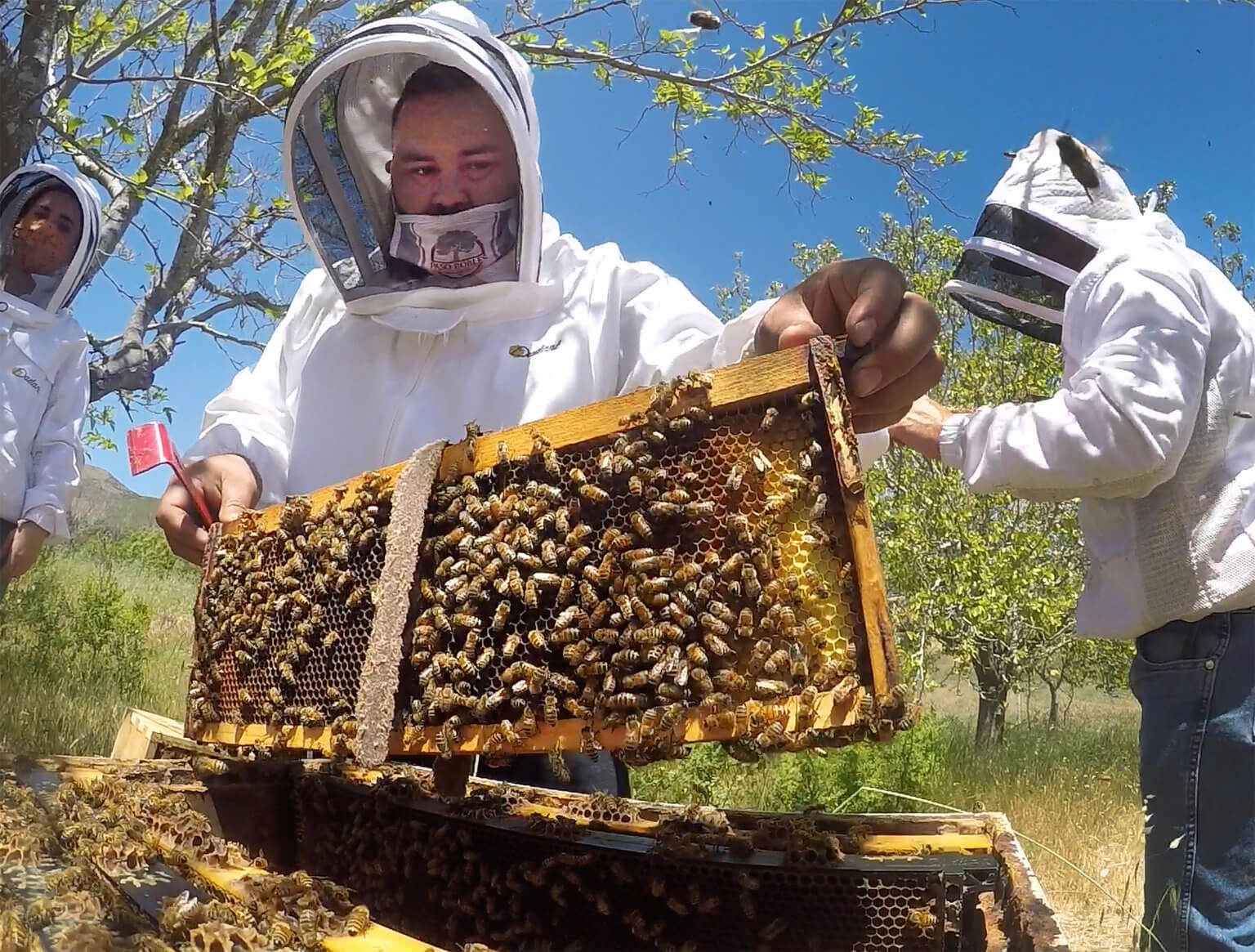 Javier Guerra working outdoors on beehive project
